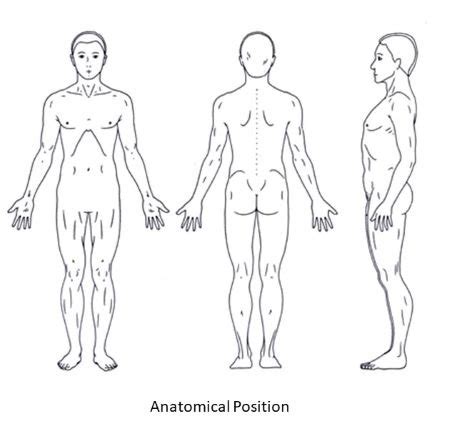 Anatomical Position Diagram Diagram Quizlet