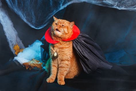 Cat Halloween Costumes | Our Favorite Picks from Chewy