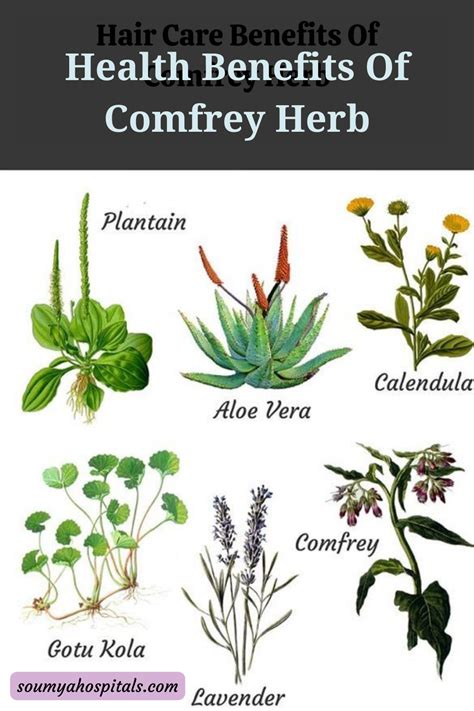 14 Surprising Benefits Of Comfrey For Skin Hair And Overall Health