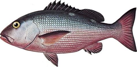 Snapper Fish