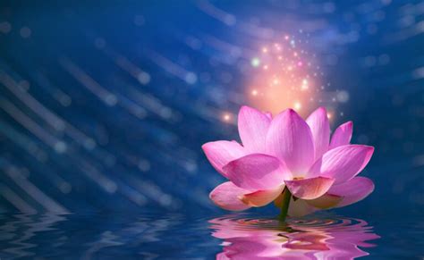 Perfect Pink Lotus Flower Symbol And Special Buddhism Meanings