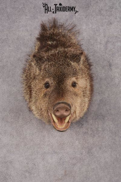 Javelina Taxidermy Mounts All Taxidermy