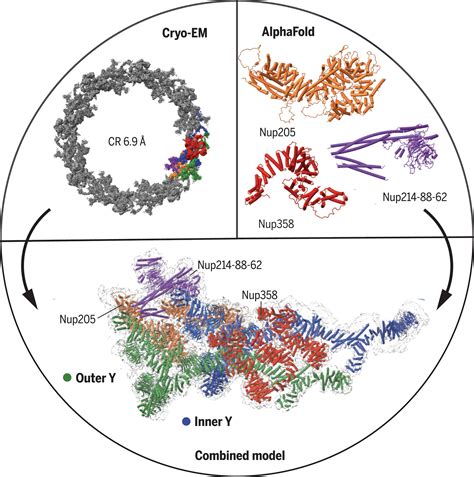 Structure Of Cytoplasmic Ring Of Nuclear Pore Complex By Integrative