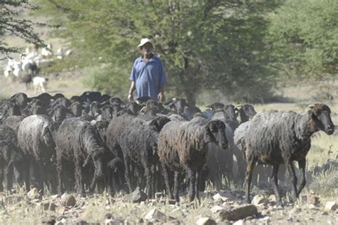 Karakul sheep - Alchetron, The Free Social Encyclopedia