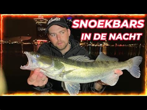 WIJ VANGEN 18 SNOEKBAARZEN IN DE NACHT Roofvissen Snoekbaars Zander