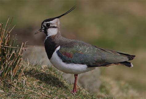 Northern lapwing