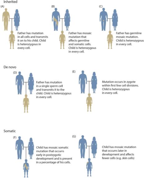 Mosaicism Definition And Examples Biology Online Dictionary