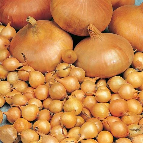 You Can Buy Onion Seeds Markivska In The Online Store Gardenseeds