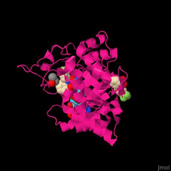 Prostaglandin F Synthase Proteopedia Life In D