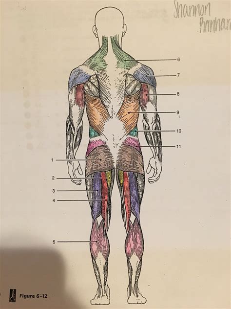 Back Muscle Man Diagram 2 Diagram Quizlet