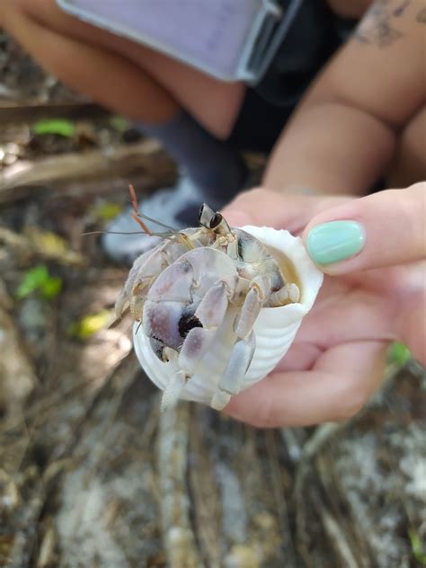 Tawny Hermit Crab from Îles du Vent Polynésie française on July 5