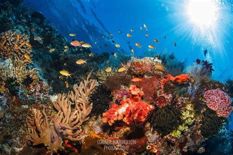 Raja Ampat Diving Season World's Richest Marine Biodiversity