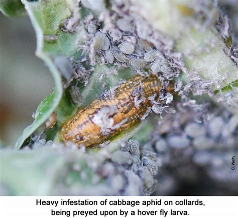 Cole Crop Pests Vegetable Fruit Insect Pest Management