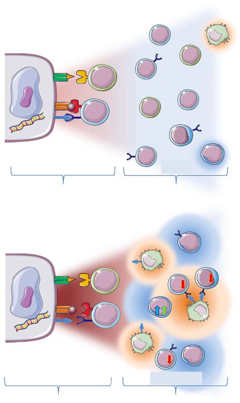 Mechanisms Of Primary Resistance To Immune Checkpoint Blockade In