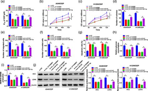 Circ Knockdown Suppresses The Ddp Resistance Of Nonsmall Cell