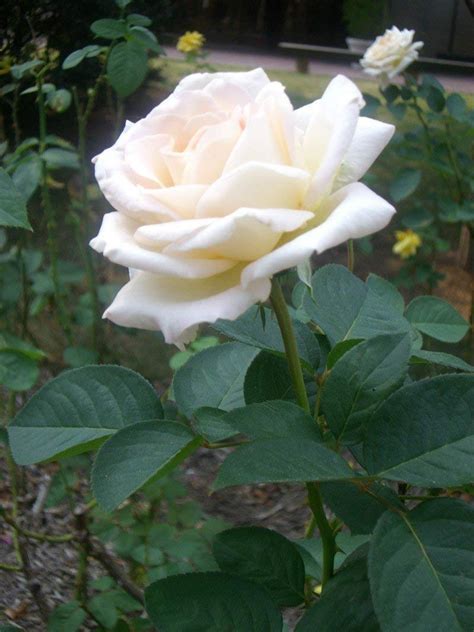 White Rose Flowers Photos | Best Flower Site