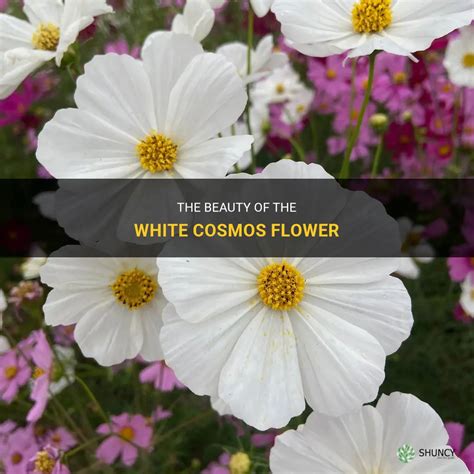 The Beauty Of The White Cosmos Flower | ShunCy