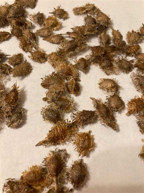 Skunk Bush Shrub Seeds (PTELEA TRIFOLIATA) (Stinking Ash, Wafer Ash