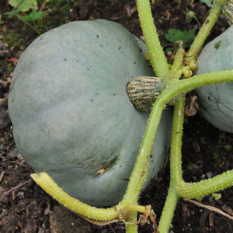 Squash Seed Crown Prince Cucurbita Maxima Buy Online