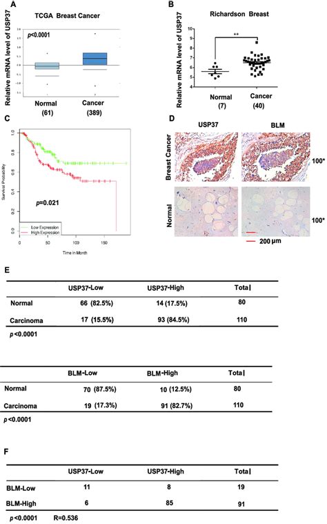 Usp Expression Positively Correlates With Blm Levels In Breast Cancer