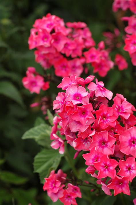 bright pink flowers  stock photo public domain pictures