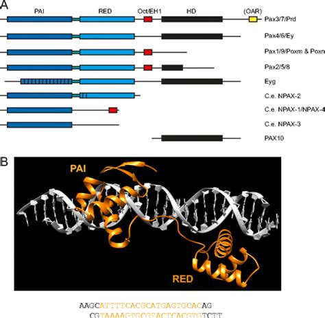 Prd Class Of Homeobox Genes A Schematic View Of The Variable Domain