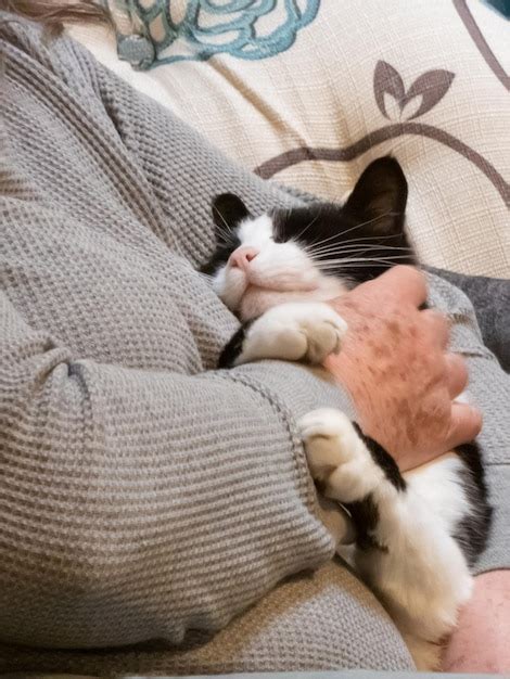 Gato Durmiendo En La Cama En Casa Foto Premium