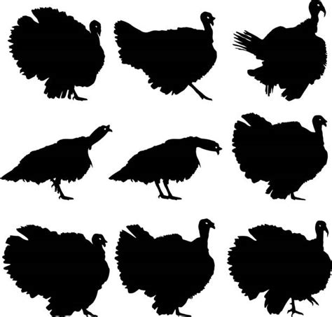 Silhouette Of The Turkey Feathers Illustrations, Royalty-Free Vector Graphics & Clip Art - iStock