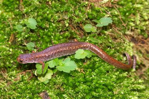 Four Toed Salamander Salamandre Quatre Orteils Amphibians Of Fundy