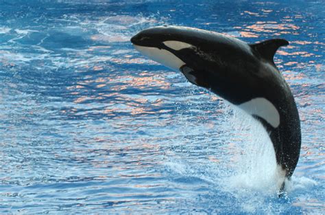 Killer Whale | Jump | Ed Schipul | Flickr