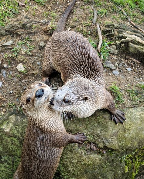 Symbolic Animal Adoption Program | EcoTarium