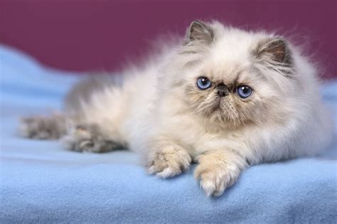 Persian Cat Facts