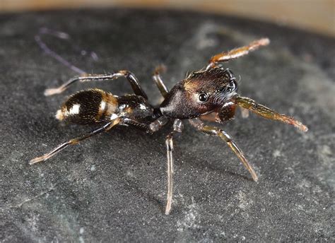 Ant Mimic Jumping Spider Salticidae Qld Australia Aus Flickr