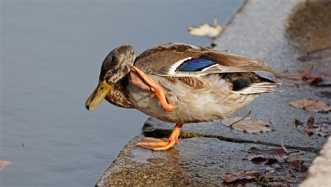 Do Ducks Carry Fleas?—Prevention and Solution for Ducks Fleas