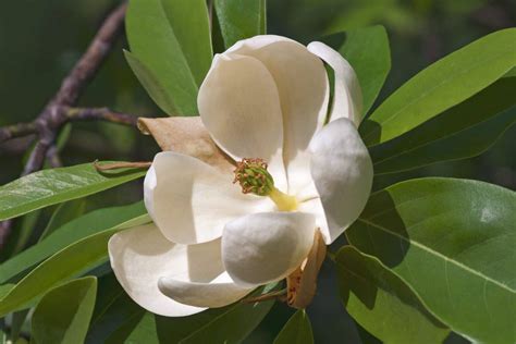 16 Types Of Magnolia Trees