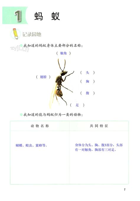 2022年学生活动手册四年级科学上册青岛版答案——青夏教育精英家教网——