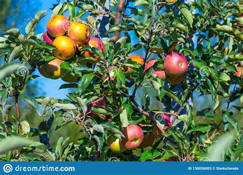 Frutas Maduras De Manzanas Rojas En Las Ramas De Los Manzanos Jovenes