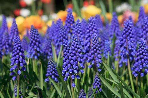 9 of the Best Grape Hyacinth Varieties for the Garden | Gardener’s Path