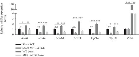 Atgl Regulates The Expression Of Genes Involved In Fa And Glucose