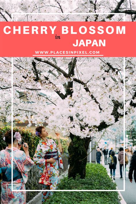 Hanami: Cherry Blossom Festival in Japan | Cherry blossom japan, Cherry ...