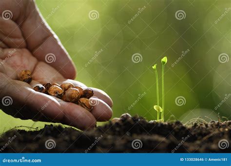 Human`s Hand Planting Seeds In Soil On Nature Stock Photo Image Of