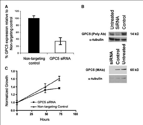 Knockdown Of Gpc5 Expression Reduces Cell Proliferation In The Download Scientific Diagram