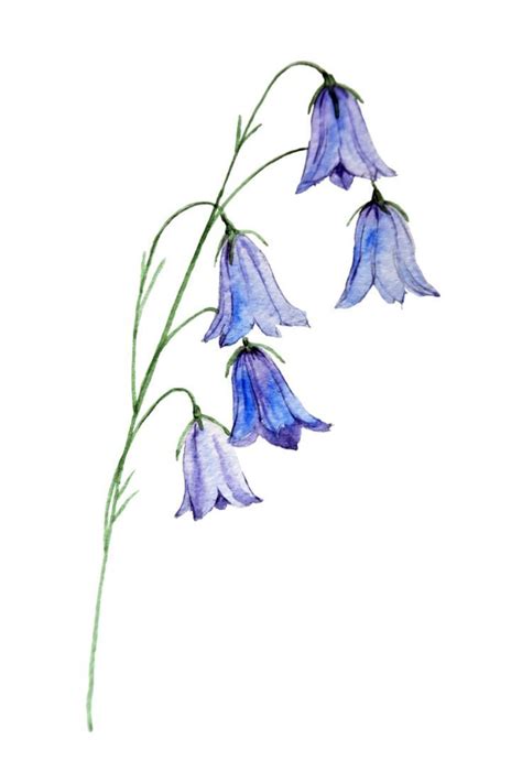 Bluebell Drawing Watercolor Flower Art Watercolor Paintings Easy Diy