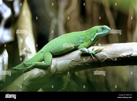 Common fiji iguana hi-res stock photography and images - Alamy