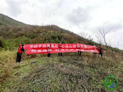 榆树林场联合开展禁种铲毒搜山行动 榆树林场 甘肃省小陇山林业保护中心官方网站