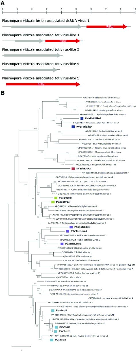 A Genome Organization Of Representative Viruses From DsRNA Group2