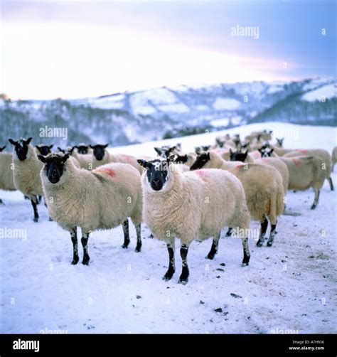 Beulah Speckled Faced Sheep Looking At Camera Waiting To Be Fed In