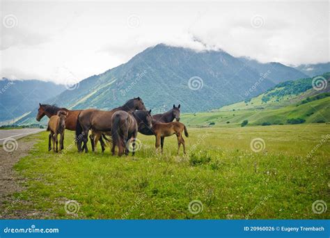 Group Horses On Meadows Between Mountains Stock Photo Image Of Calm