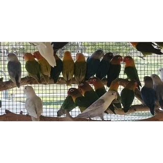 Jual Love Bird Albino Mata Merah Jantan Banyak Pilihan Shopee Indonesia