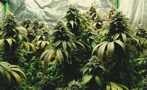 Top 10 Hybrid Strains Rqs Blog